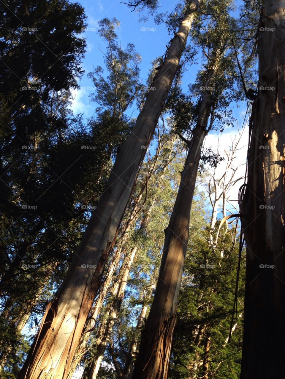 mount dandenong victoria australia trees forest bush by ColinE