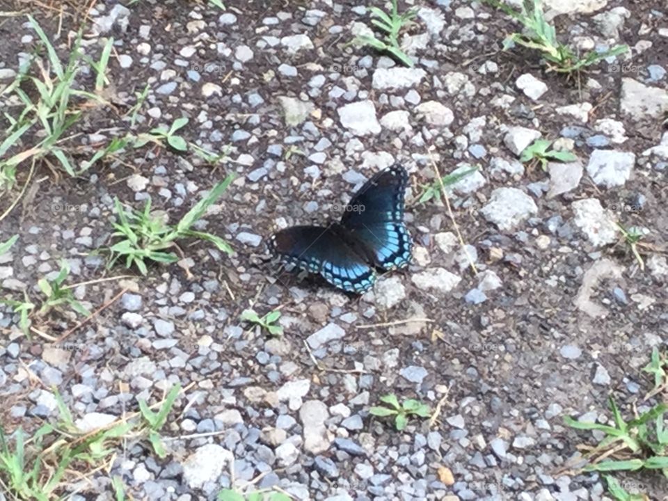 Butterfly on gravel path