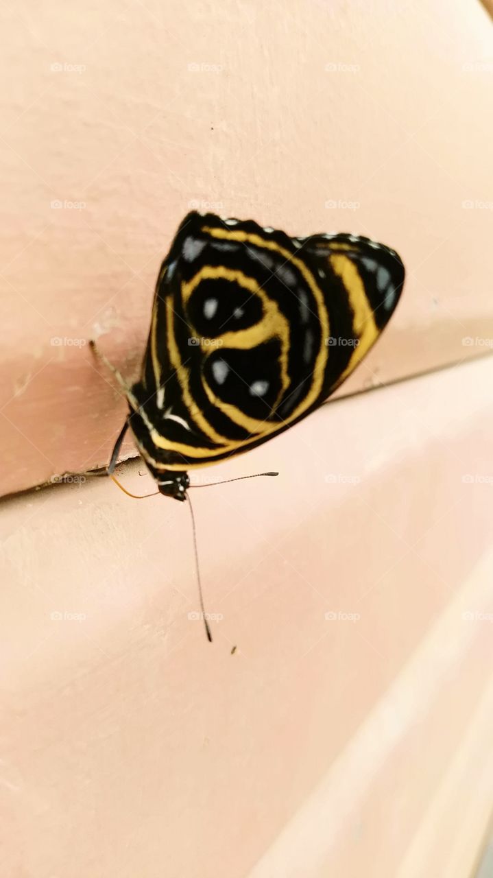 mariposa posando mientras descansa