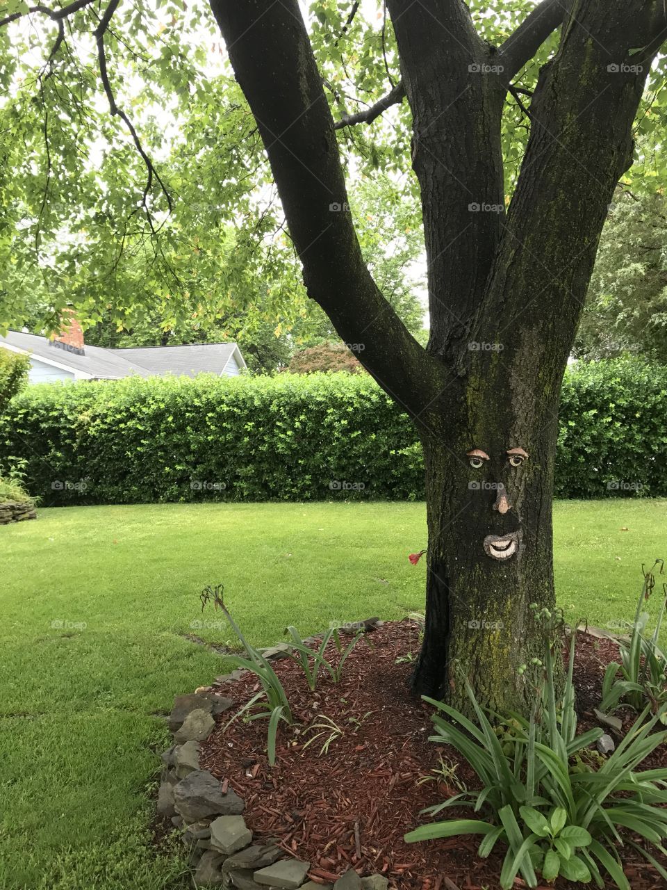 Face on Tree