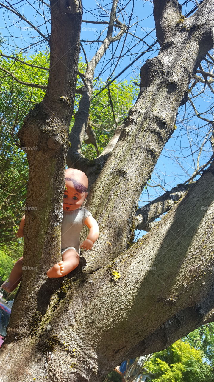 Doctored baby doll in tree