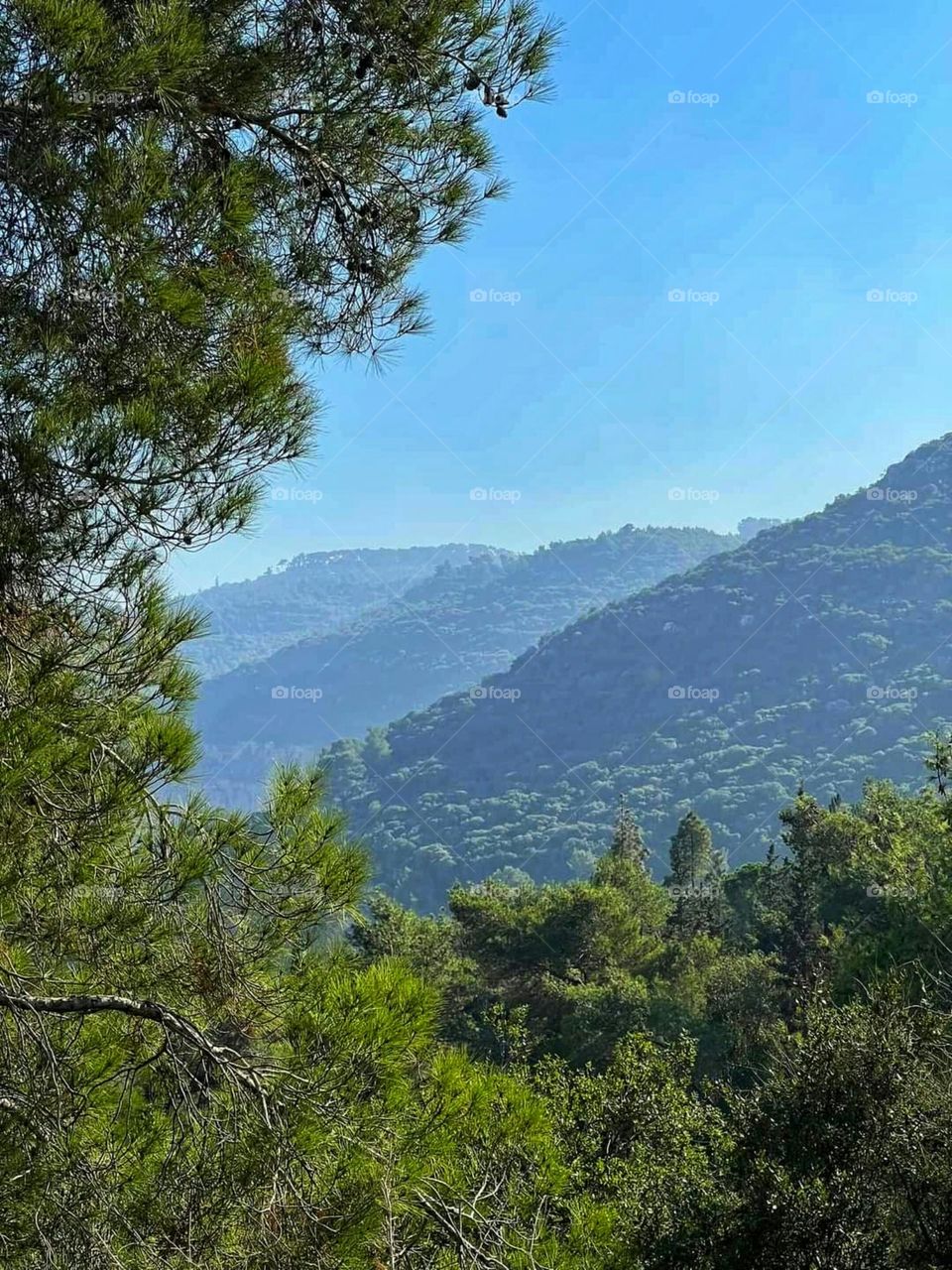 Nature in Haifa