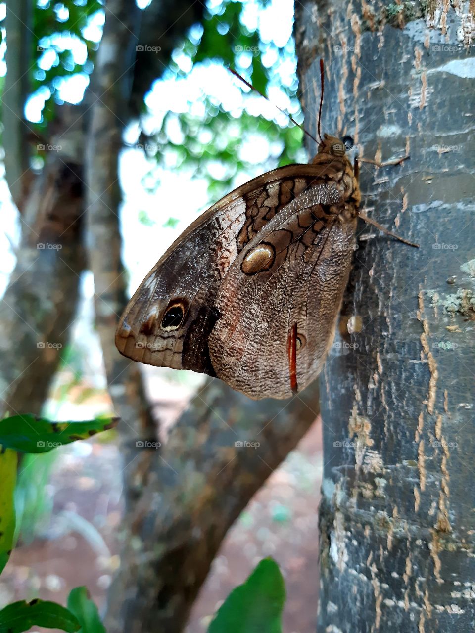 No fim da tarde,a borboleta descansa no caule da árvore, depois de um dia exaustivo.