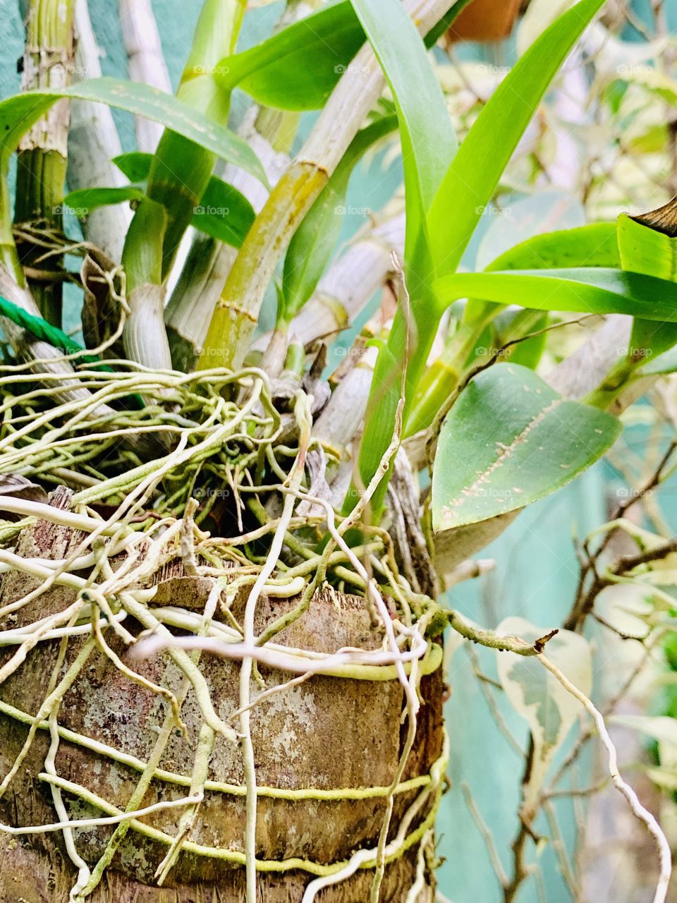 My garden Srilanka