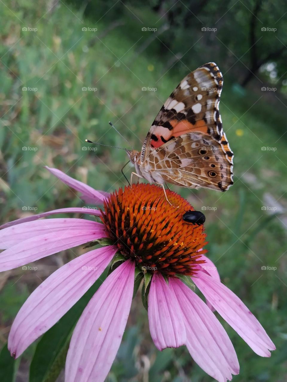 A butterfly on the flower.