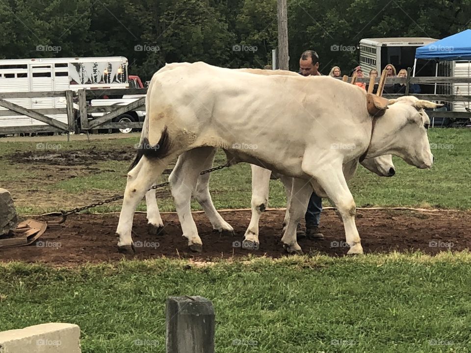 Oxen pulling 
