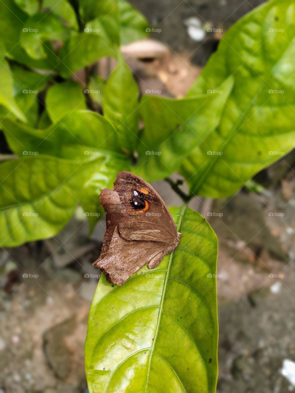 butterfly sitting on a tree leaf