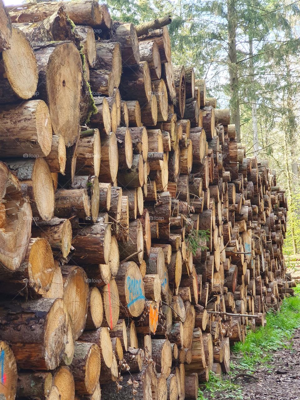 forest- felled trees, stacked, in the forest