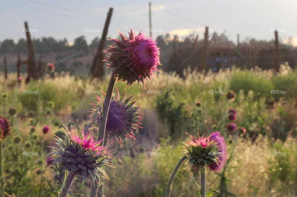 Thistle Grows