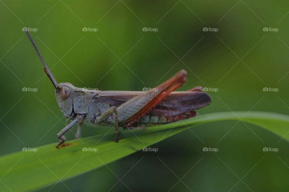 Grasshopper 