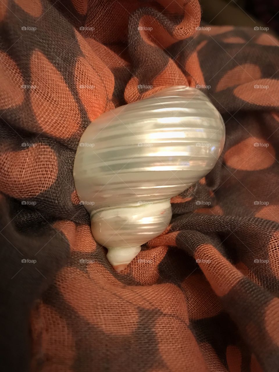 Seashell scarf holder