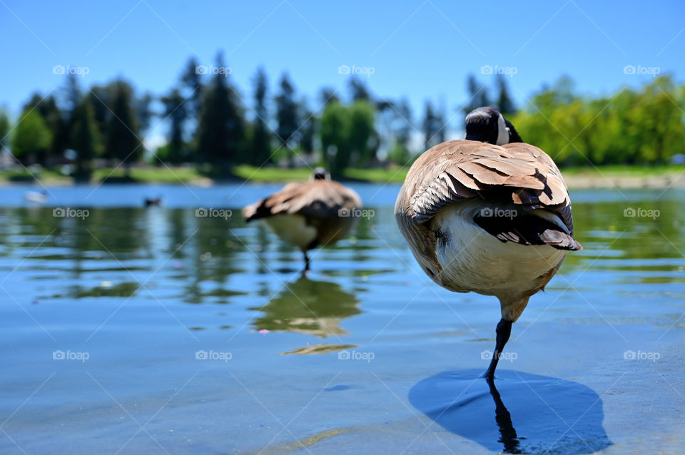 Geese are waterfowl of the family Anatidae. Can you take a nap like them? 😆