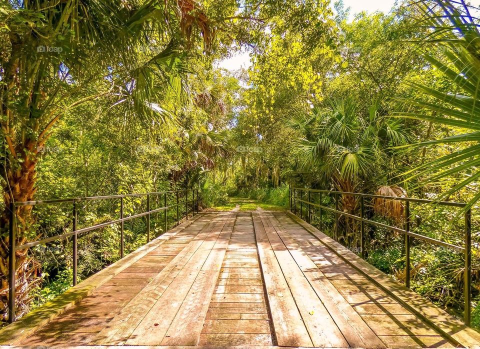 A warm summer day hike over a bridge into the forest