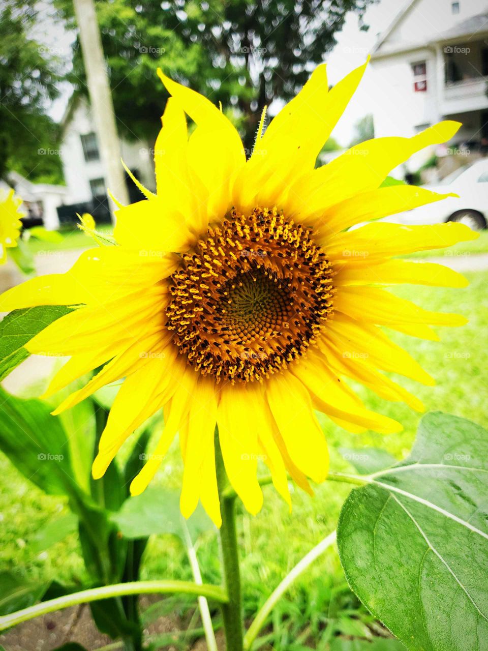 beautiful  sunflowers  makes me smile  every time I see  it