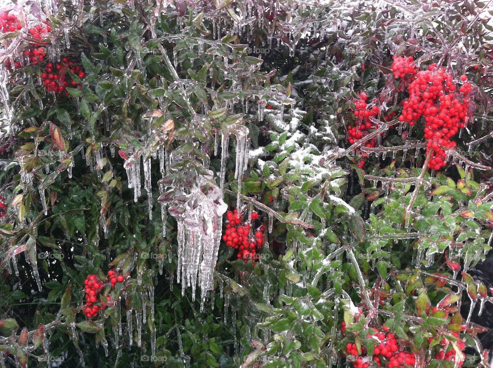 Frozen holly