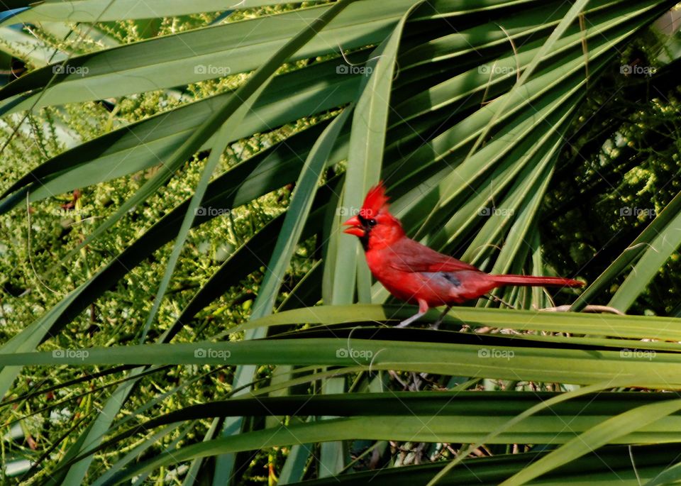 Cardinal. Cardinal on a Palm branch. 