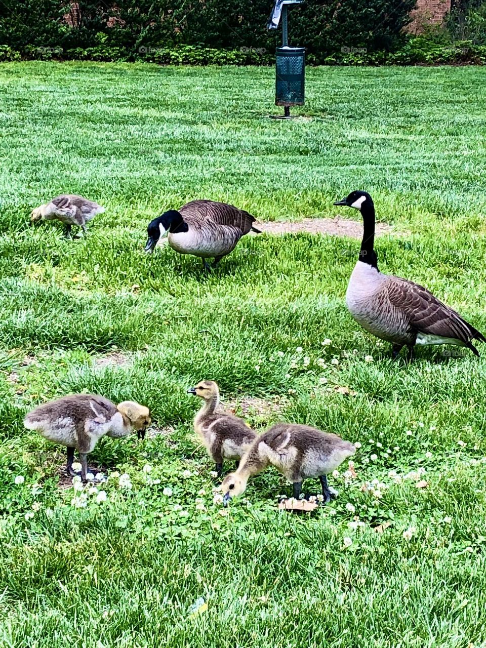 Close up of the geese family 