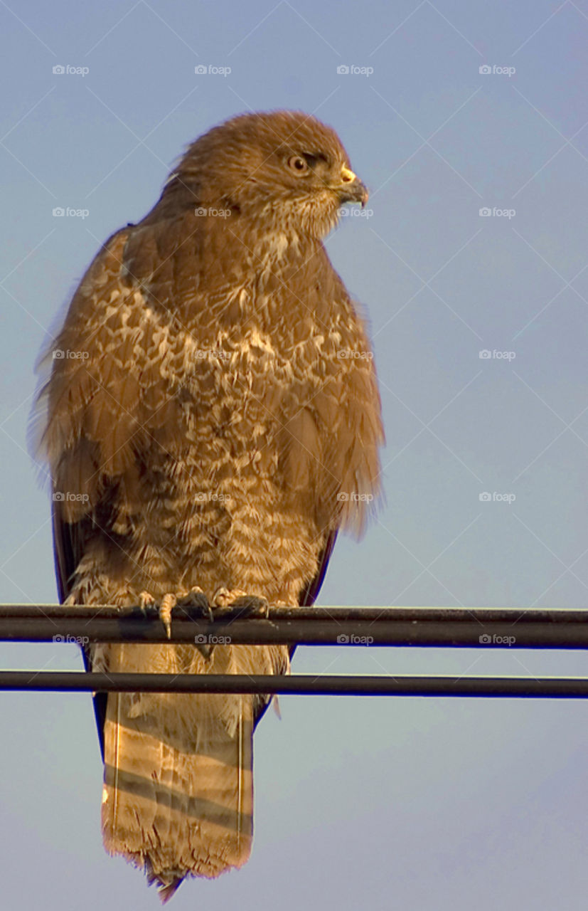 Long-legged buzzard