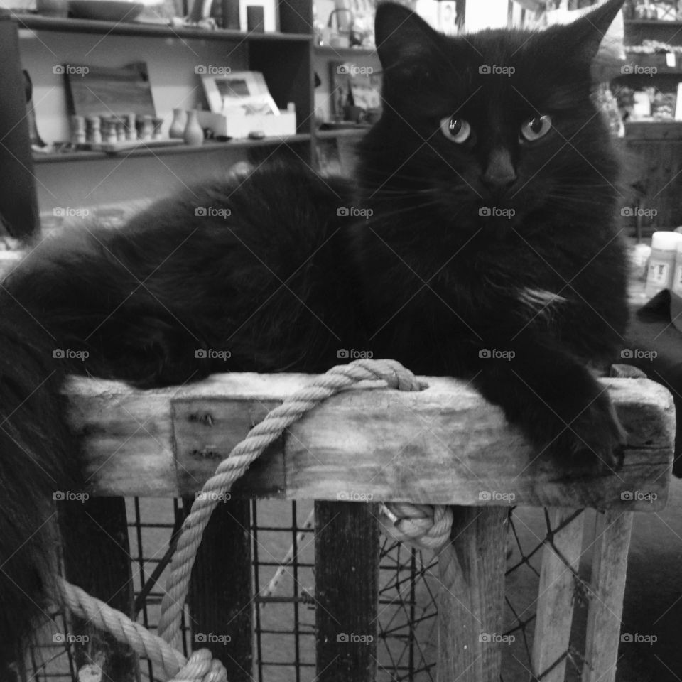 Beautiful black cat on lobster crates 