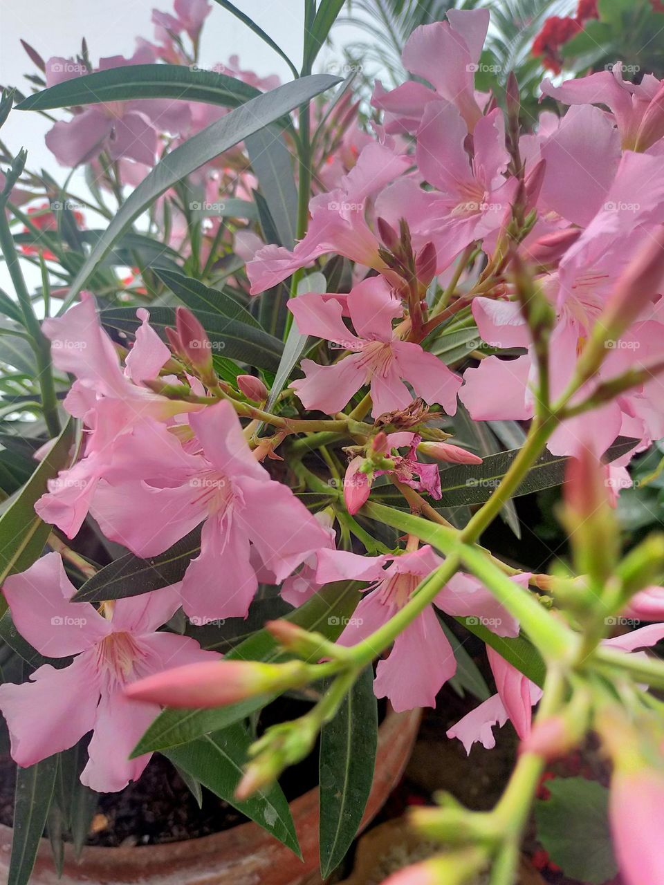 Nerium oleander