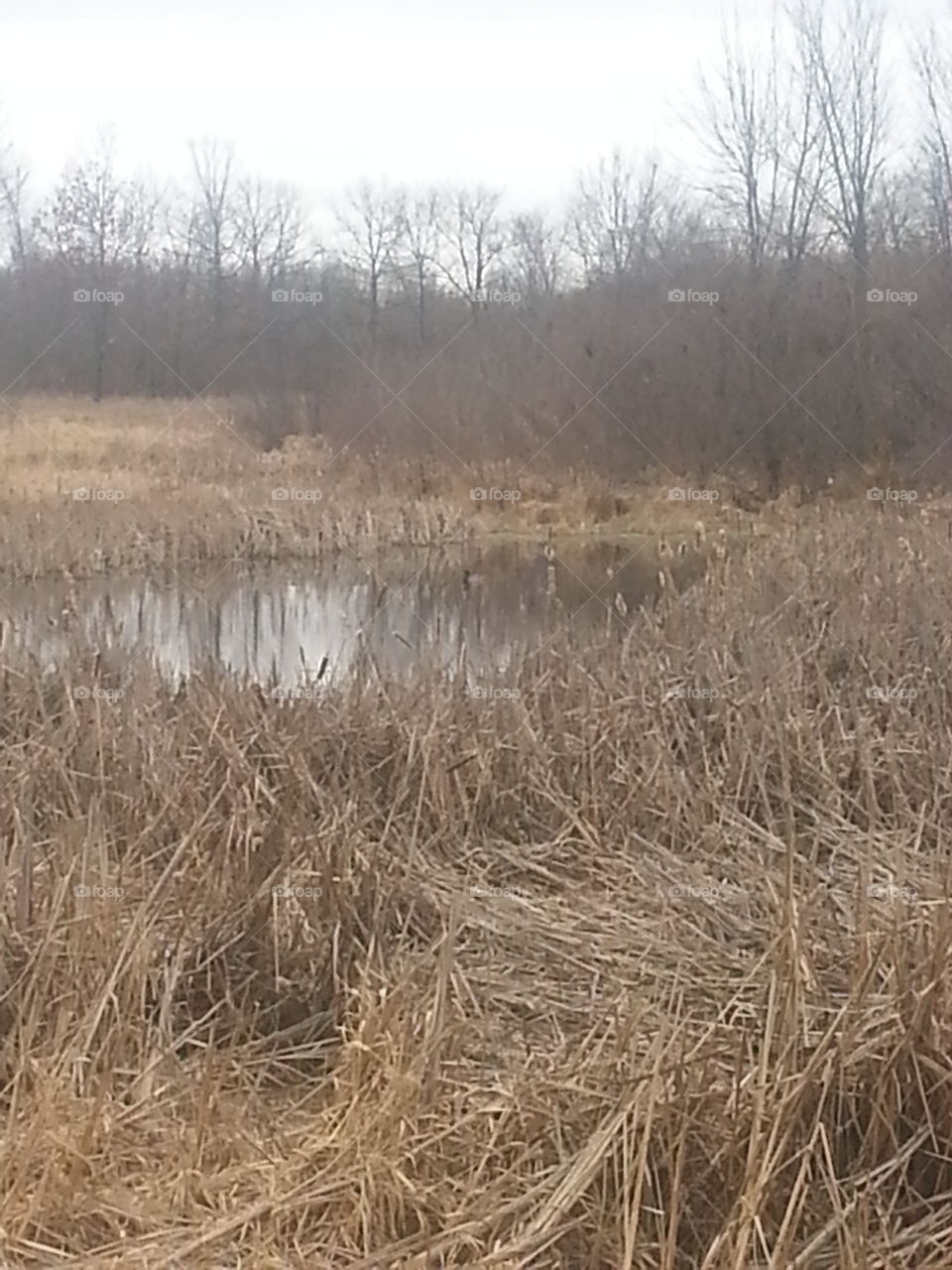 Landscape, Nature, Water, No Person, Tree