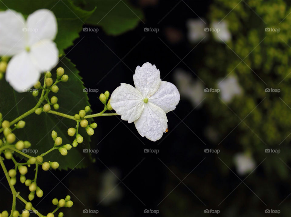 white summer leaves contrast by chris7ben