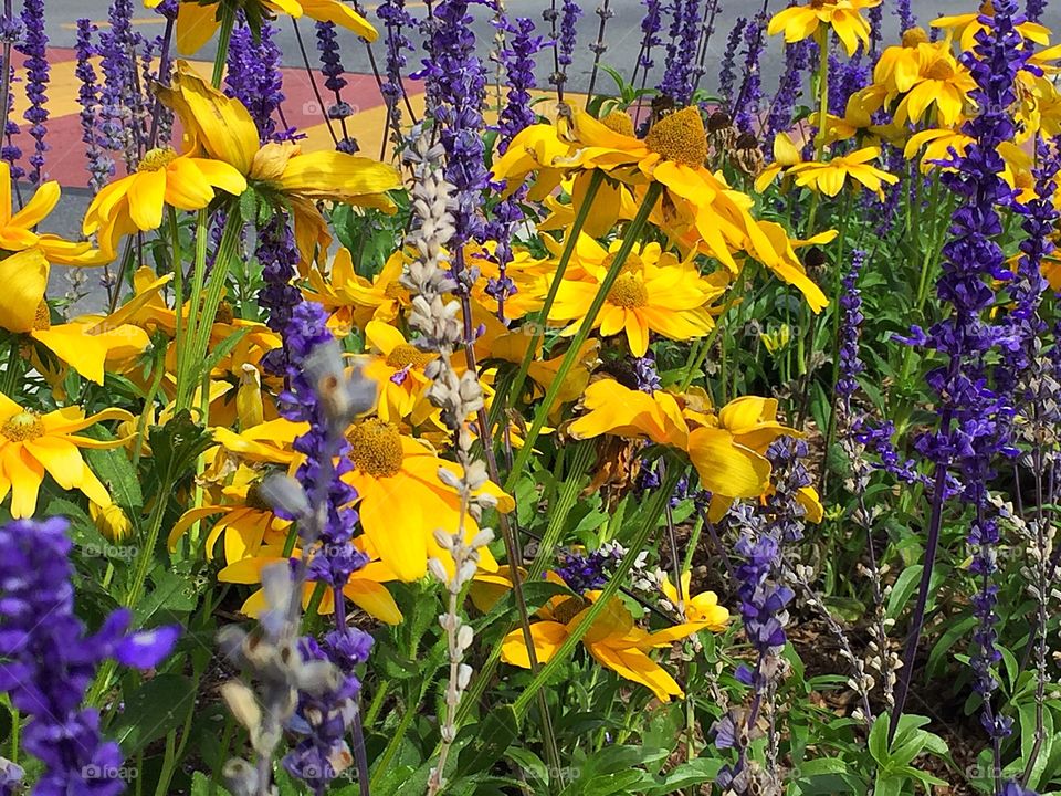 Yellow Purple flowers 