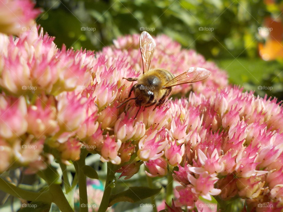 Honey bee on pink ice sedums 