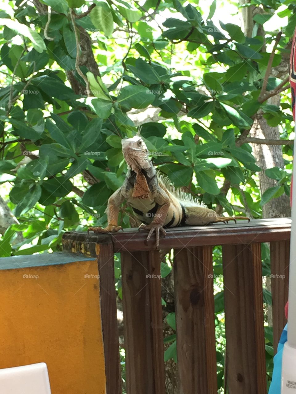 Iguana on Vieques 