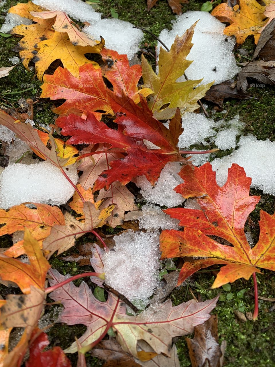 fallen leaves of saccharinum maple in autumnal guise