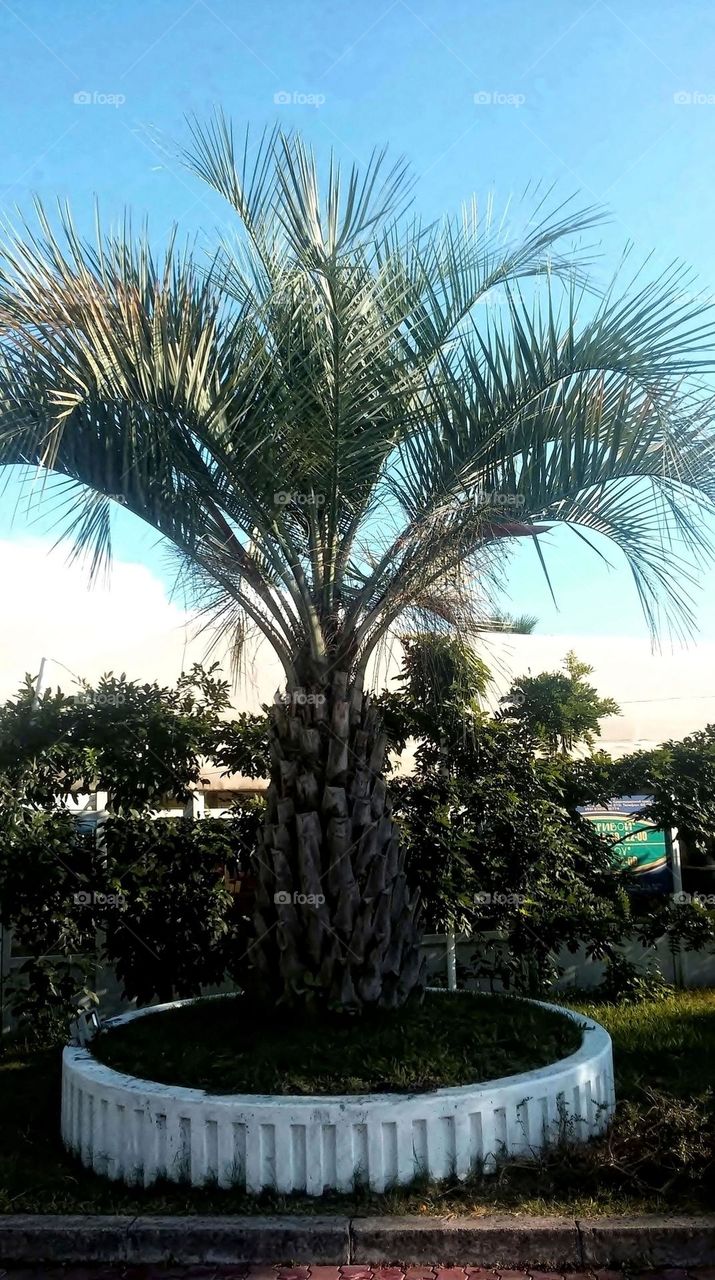 Palm