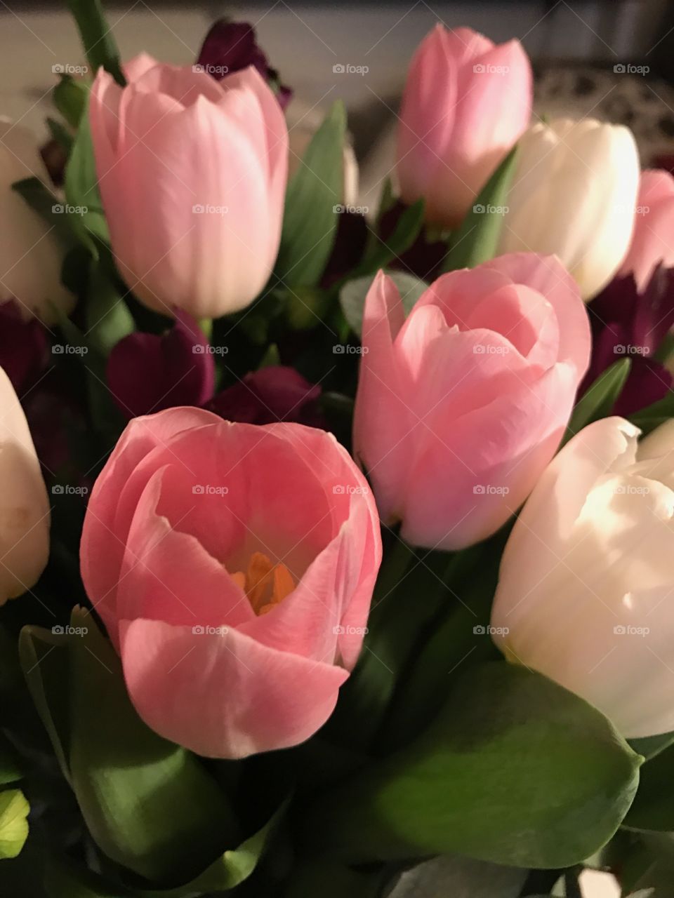 No Person, Flower, Tulip, Nature, Love