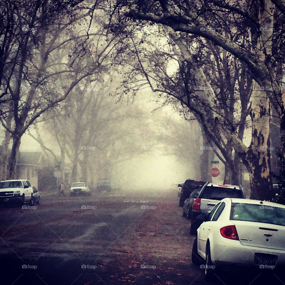 Foggy Morning. Foggy morning in Midtown Sacramento.