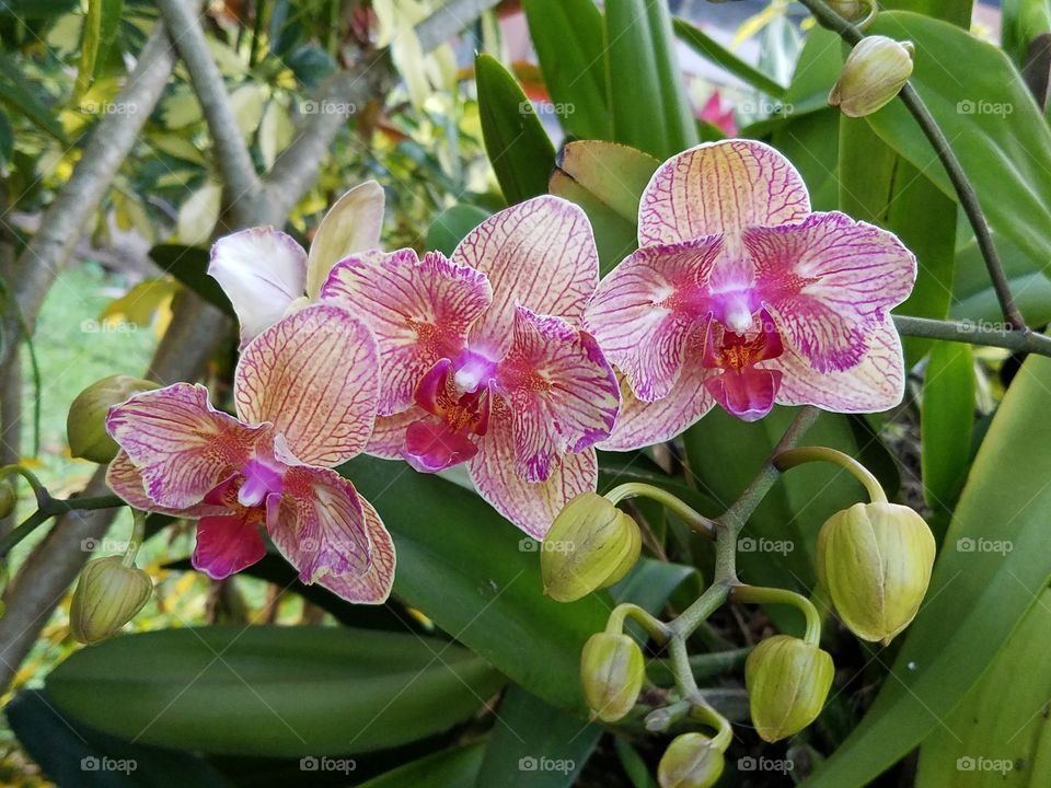 Dad's Orchids in Garden 2