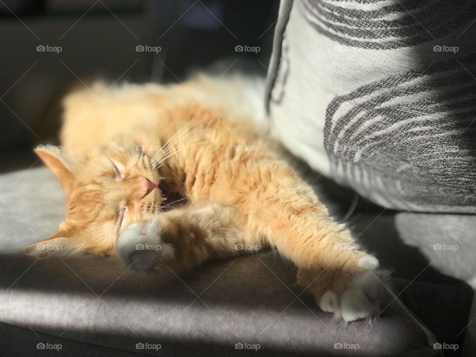 mainecoon striped orange long-haired cat sleeping and yawning showing teeth and lounging in sunshine on grey colored couch or sofa