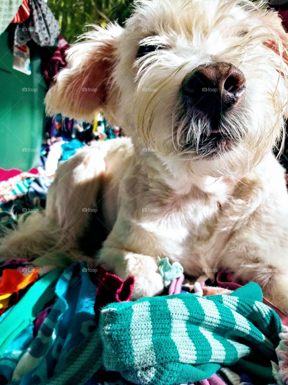 cute white dog laying on colorful rainbow fabric