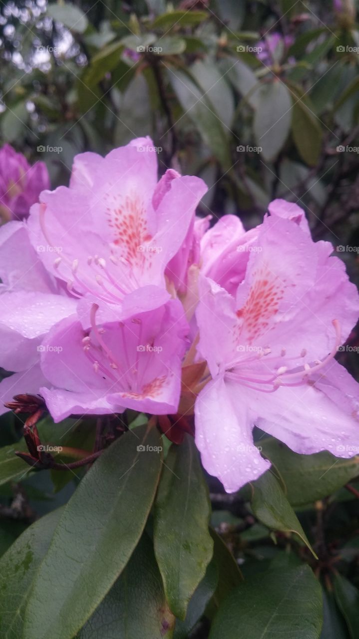 rhododendron. rhododendron