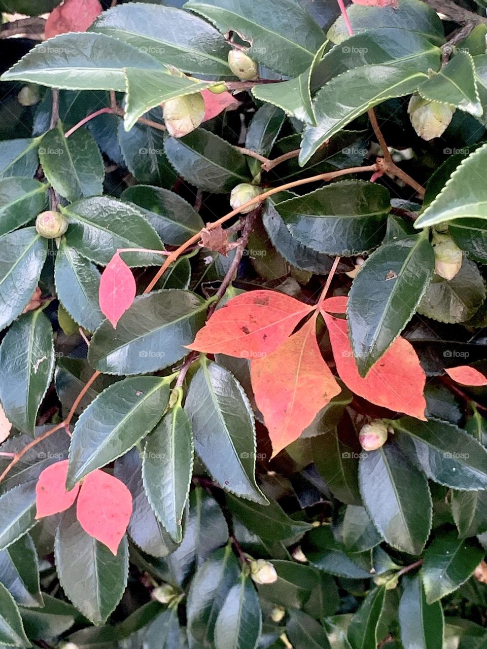 Colorful leaves 