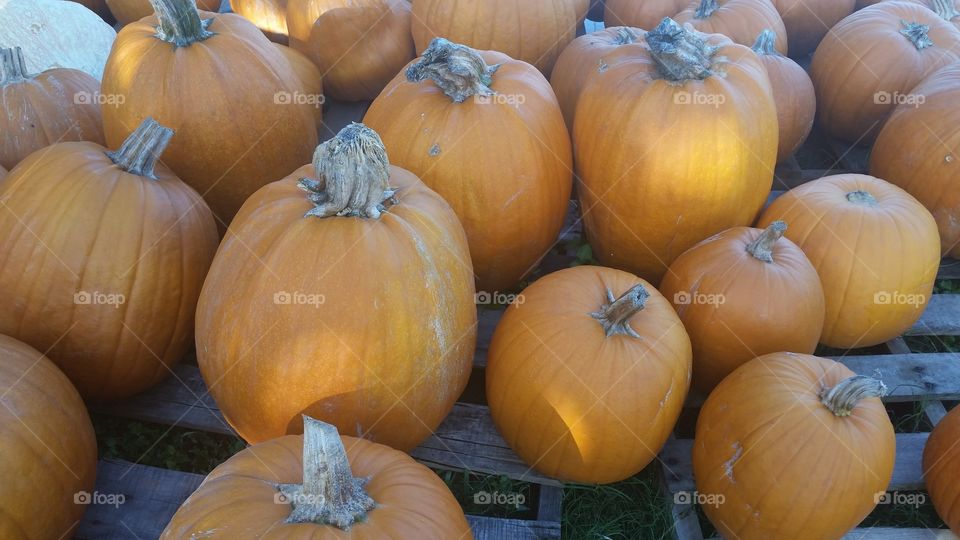 Pumpkin patch . October church pumpkin patch 
