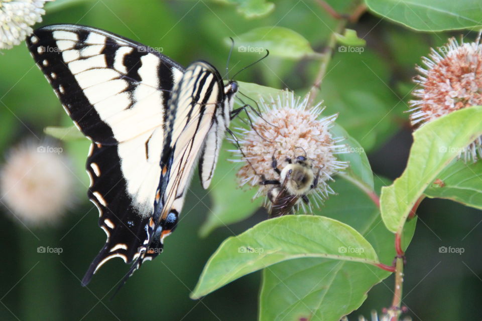 Bee and Butterfly on a flower