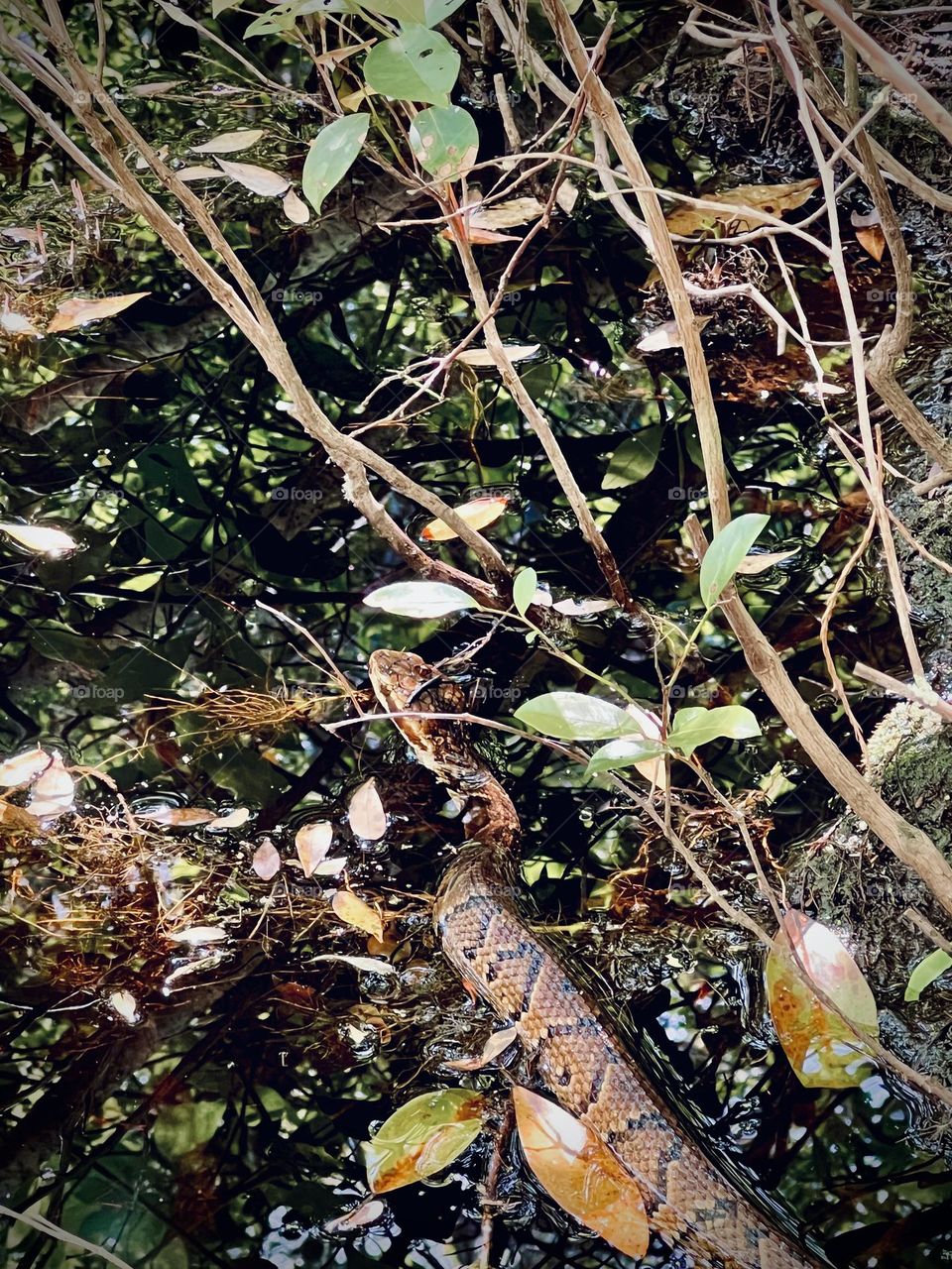 Venomous cottonmouth snake in natural habitat. It is in a swampy area, waiting for its next possible meal.