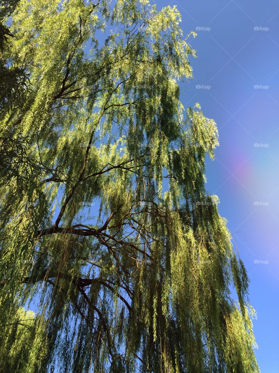 Chinese Weeping Willow 