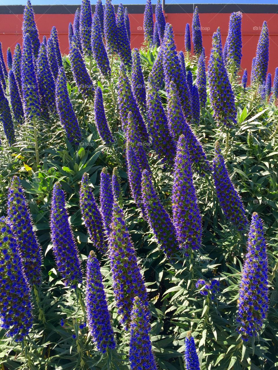 Close-up of purple lupines