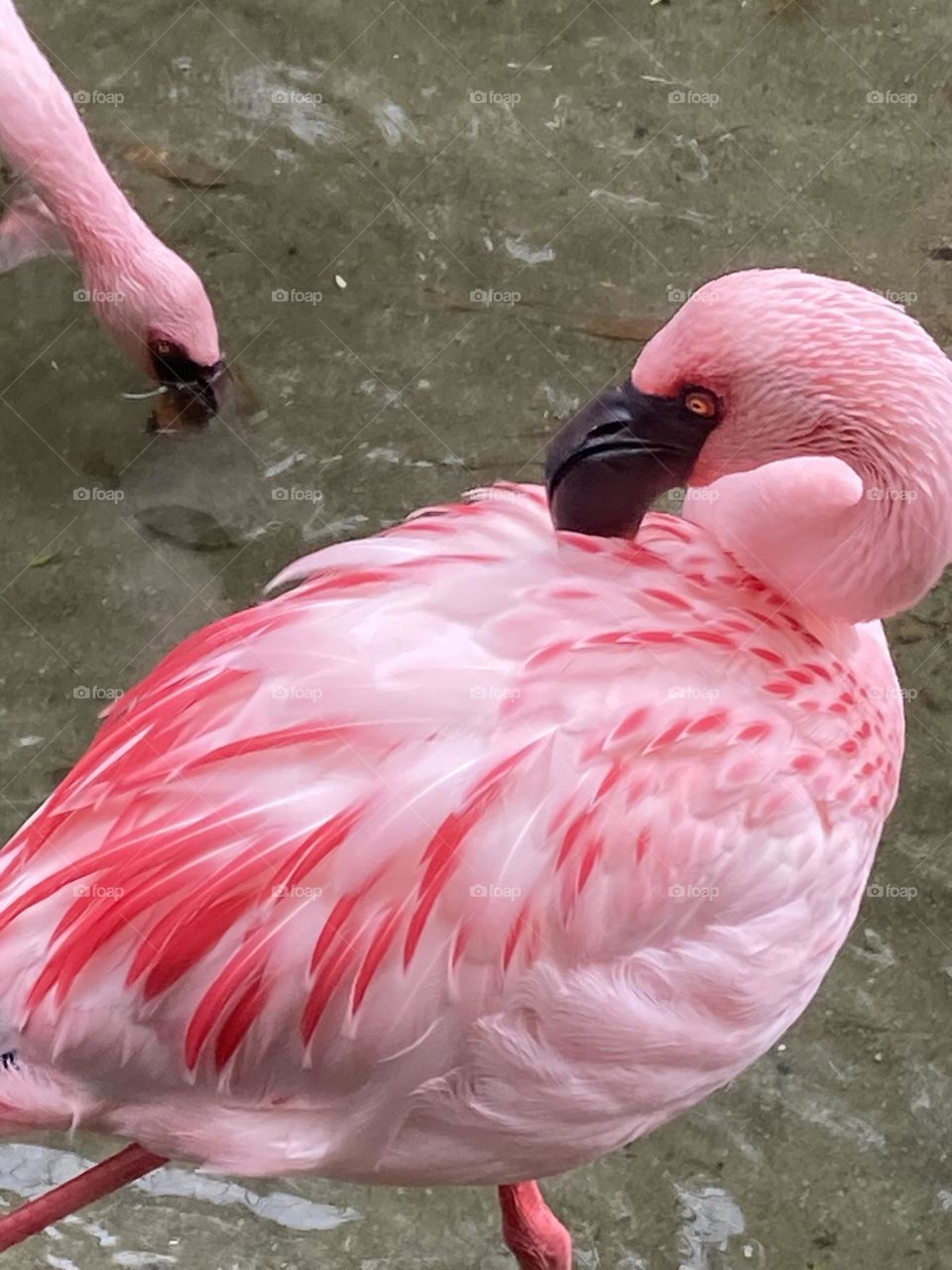 Pink Flamingo 