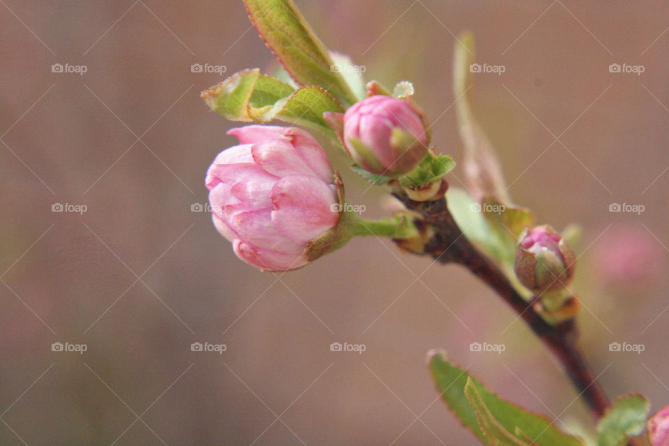 Fresh pink blooming flower