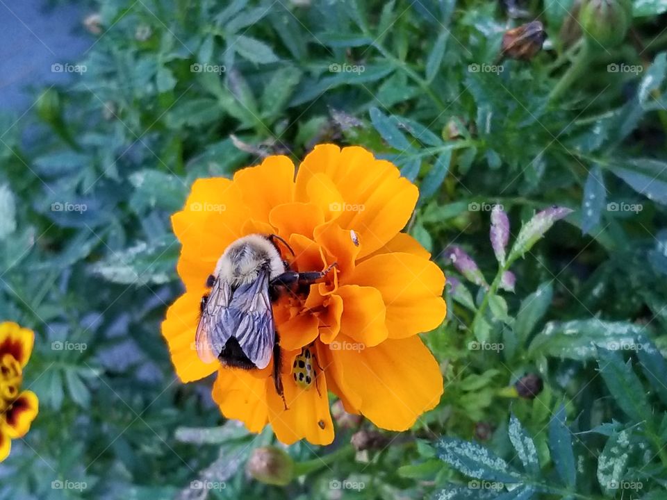 Bumble Bee on a Cosmo