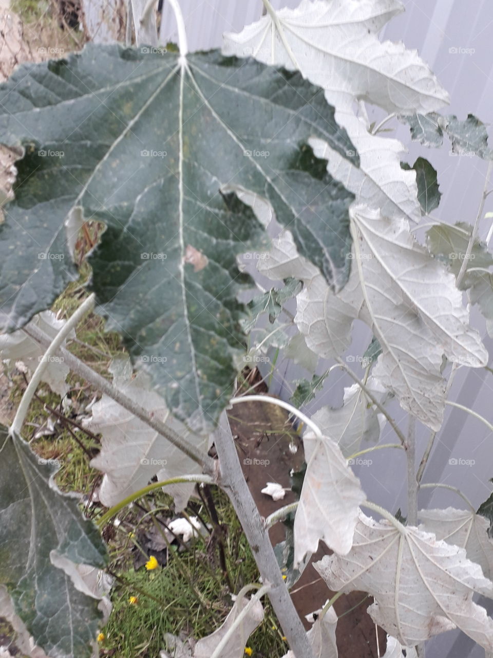 green top and white underside of aspen leaves