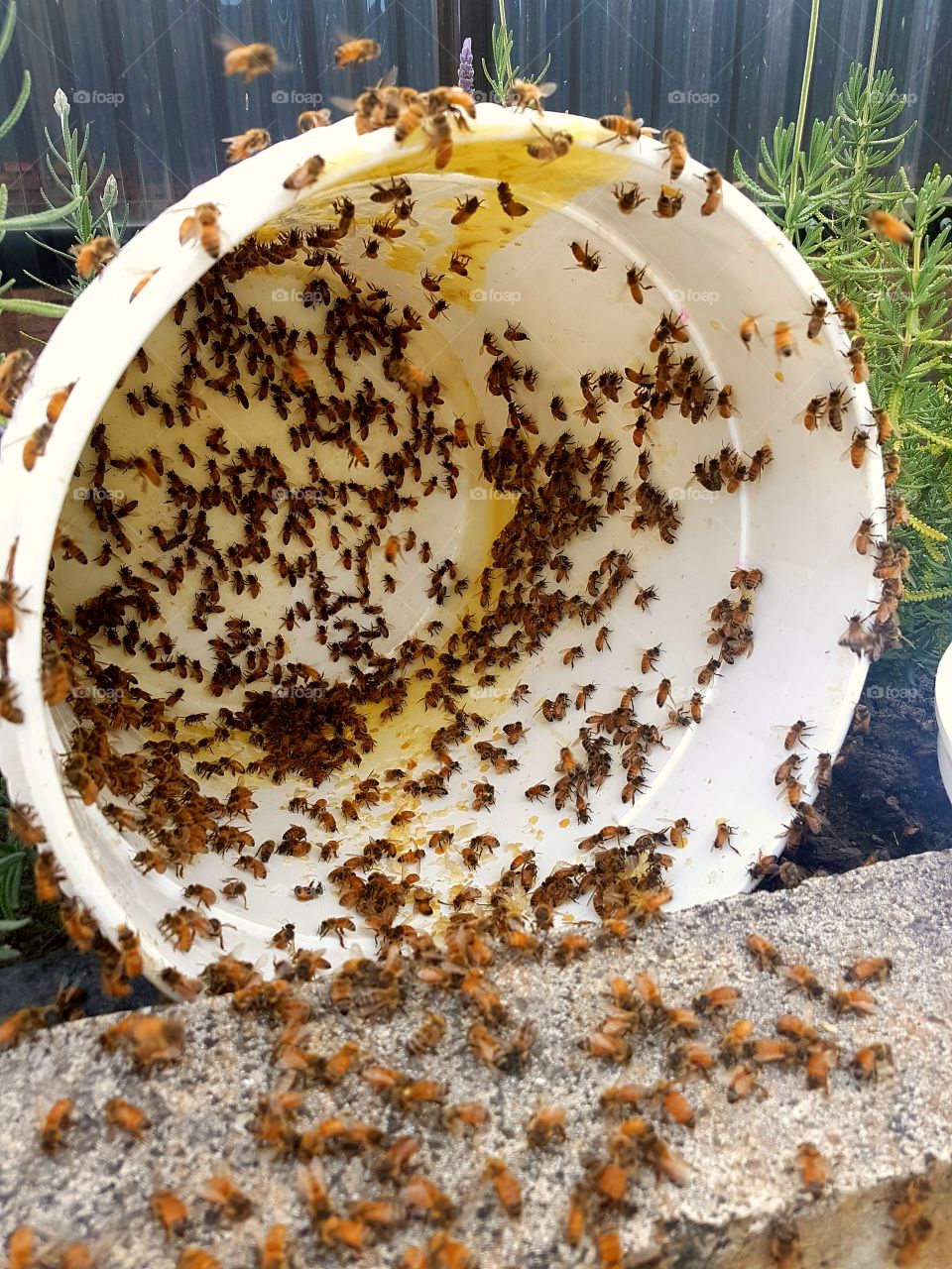 Feeding Bees