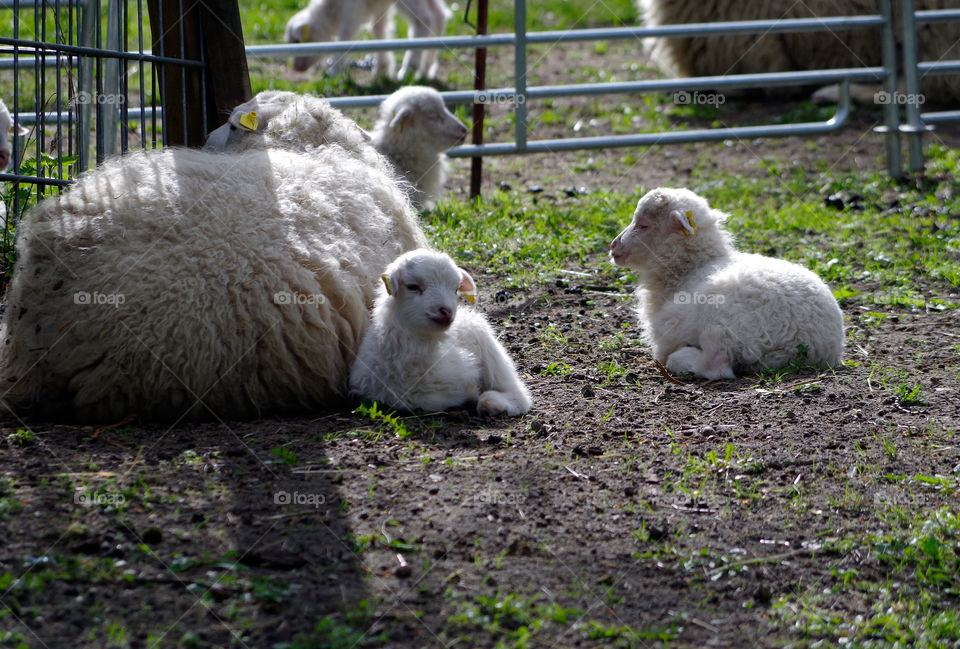 Sheep on farm in Berlin, Germany.