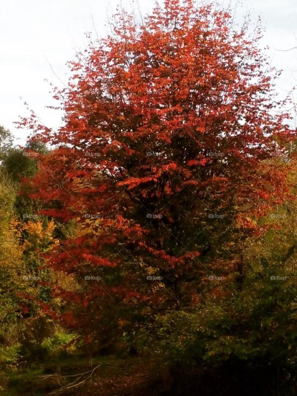 In the forest in Fall, the beauty of the color of this particular tree captivated me. I think the sun is tired of shining! the leaves are tired of being green! So they create a thousand colors nature and enchantment.